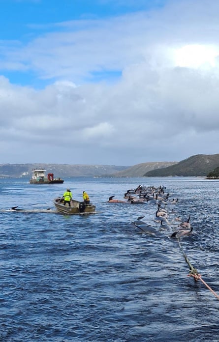 Dead pilot whales are towed out to sea after a mass stranding event in Tasmania in 2020.