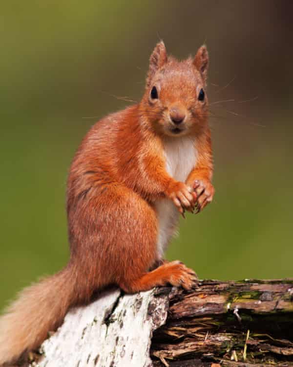 Can The Pine Marten Help Forest Animals Flourish Once More Wildlife The Guardian Can The Pine Marten Help Forest Animals Flourish Once More Wildlife The Guardian