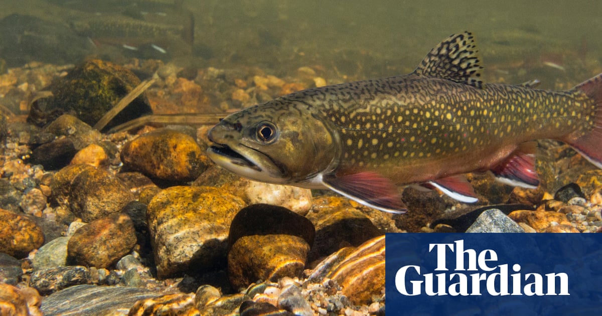 Trojan trout: could turning an invasive fish into a ‘super-male’ save a native s..