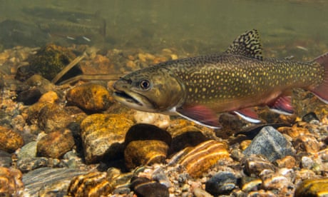 A brook trout swims in a clear stream.