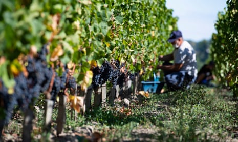 Workers harvest grapes at a vineyard in Saint-Émilion near Bordeaux, France