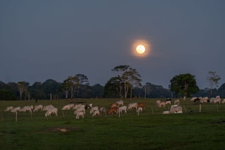 Cattle graze alongside Road 34 in Caroebe, south Roraima.