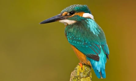 A kingfisher