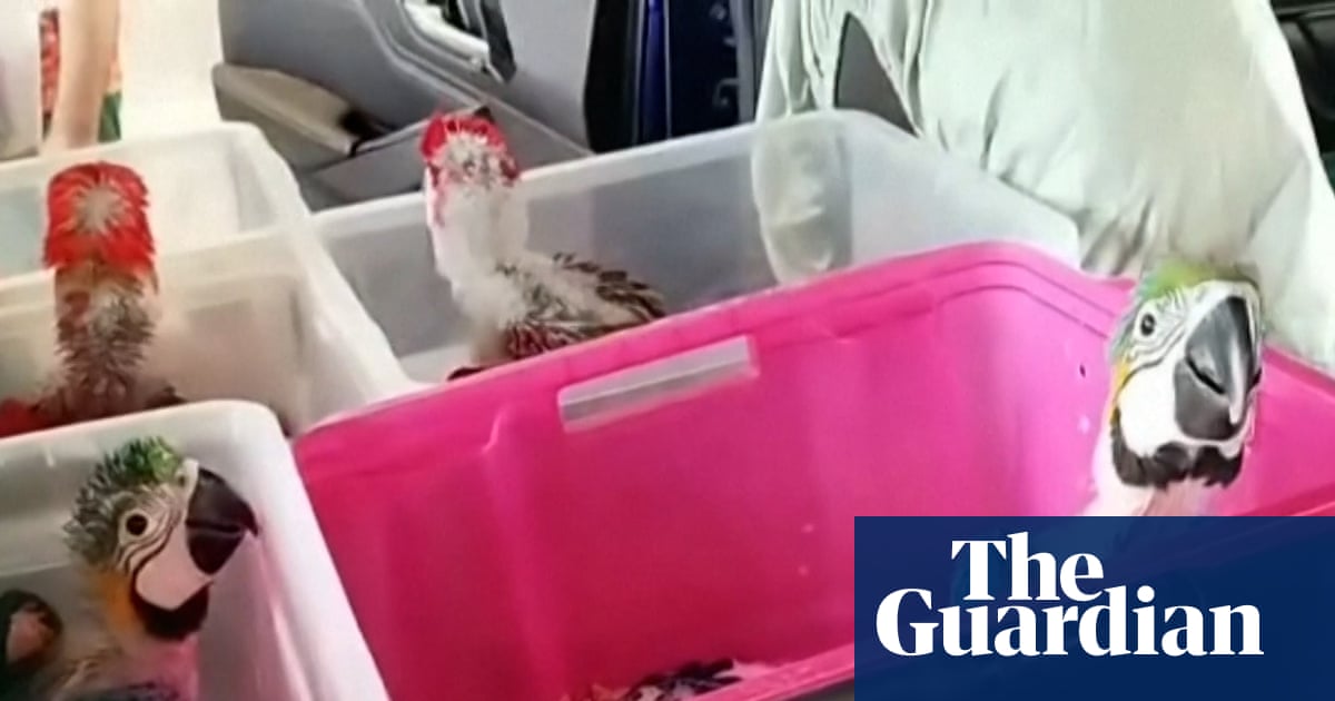 Italian authorities seize 377 exotic animals hidden in car at Sicily port – video