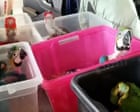 Italian authorities seize 377 exotic animals hidden in car at Sicily port – video