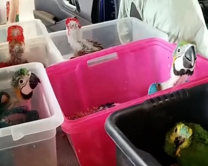 Maltese Man Arrested for Alleged Animal Cruelty in Major Wildlife Seizure in Sicily
