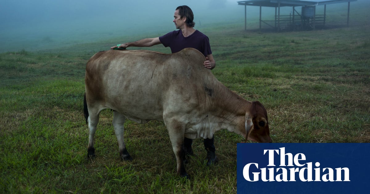 ‘These cows saved my life’: the Queensland farm offering healing cattle cuddles