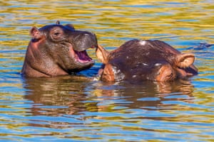 Laughing hippo, Masai Mara national reserve, Kenya