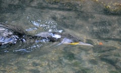 Cormorant underwater<br>A cormorant dives into shallow and clear water.