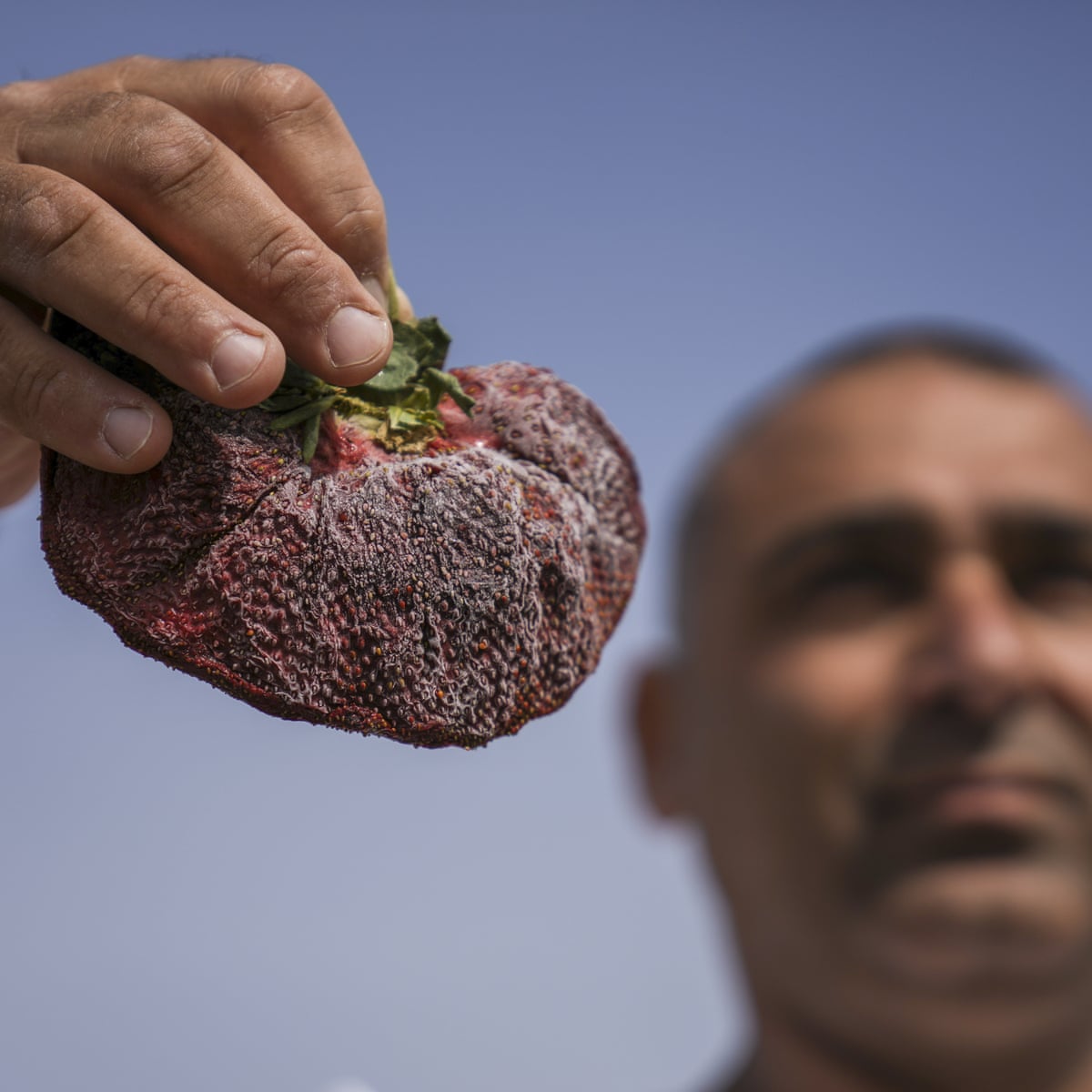 Berry Large Israeli Farmer Grows World S Heaviest Strawberry Israel The Guardian Berry Large Israeli Farmer Grows World S Heaviest Strawberry Israel The Guardian