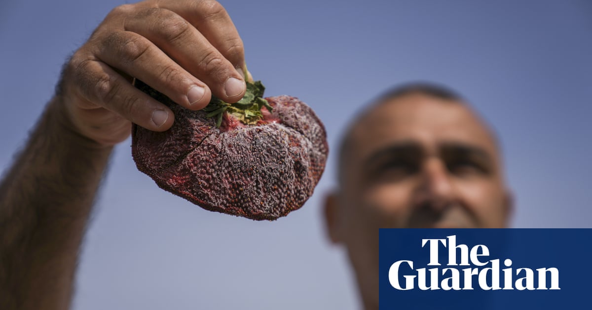 Berry large: Israeli farmer grows world’s heaviest strawberry