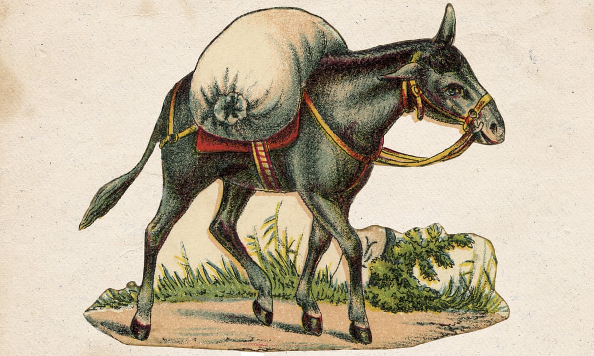 A donkey: 'Better to be born a limpet in the sea than a load-bearing  donkey' | Helen Sullivan | The Guardian