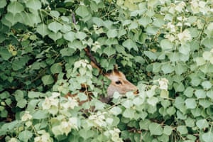 Um cervo surge da folhagem no Monte Wakakusa, uma colina com vista para a cidade de Nara, Japão