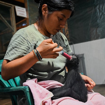 Veterinary nurse Cinthia takes care of Rain, the baby spider monkey she is the ‘surrogate’ for