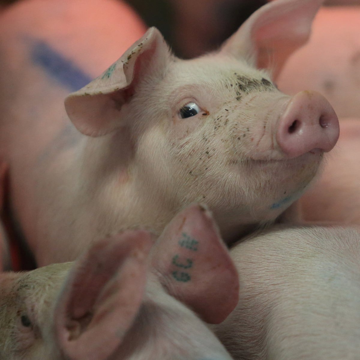 A Million Tons Of Feces And An Unbearable Stench Life Near Industrial Pig Farms North Carolina The Guardian A Million Tons Of Feces And An Unbearable Stench Life Near Industrial Pig Farms North Carolina The Guardian