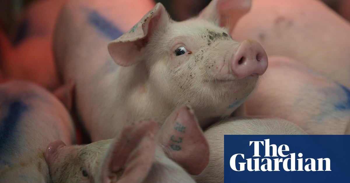 A Million Tons Of Feces And An Unbearable Stench Life Near Industrial Pig Farms North Carolina The Guardian A Million Tons Of Feces And An Unbearable Stench Life Near Industrial Pig Farms North Carolina The Guardian