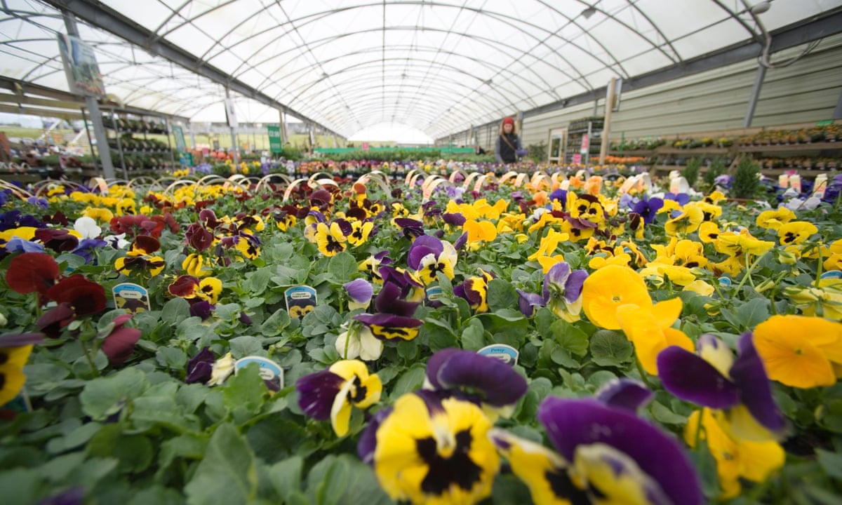 Tesco may shed Dobbies garden centre business Business ... Tesco may shed Dobbies garden centre business Business ...