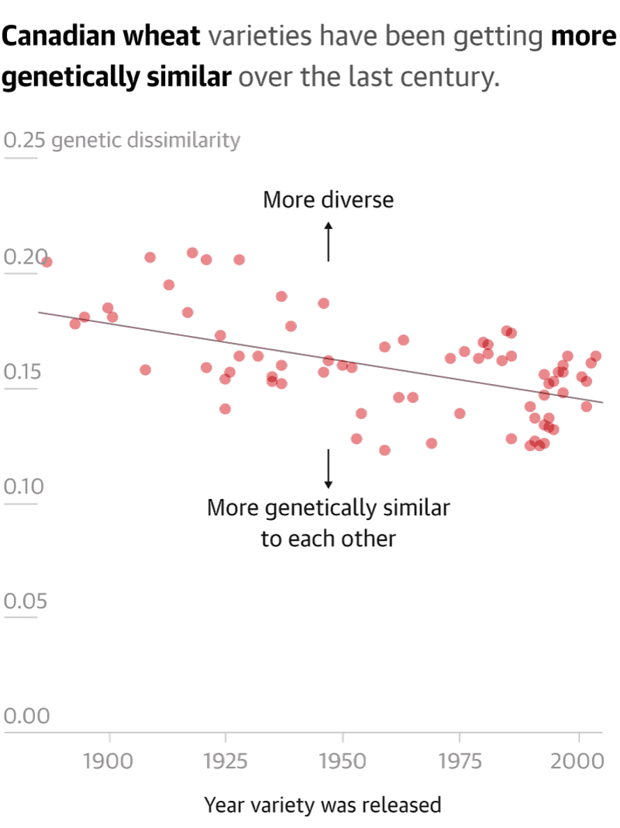 Scatterplot graph showing how Canadian wheat varieties have been getting more genetically similar over the last century.