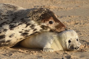 A grey seal and her pup on the beach at Horsey Gap, near Great Yarmouth, in Norfolk
