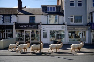 These goats normally live on the rocky Great Orme headland in Wales but are occasional visitors to the nearby seaside town of Llandudno. A local councillor told the BBC that this time, the herd had been drawn to the town by the lack of people and tourists.