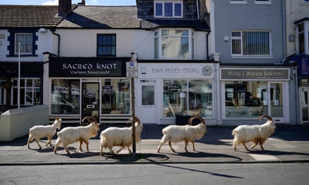 Goats roam the streets of Llandudno.