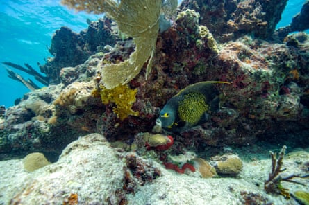 Coral Reef, Key West, Florida, US