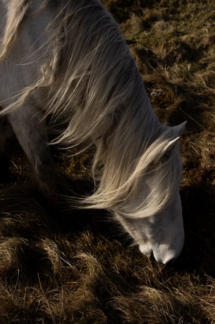 A close-up of an Eriskay pony grazing
