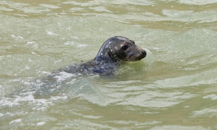 One of the seals spotted by Emine.