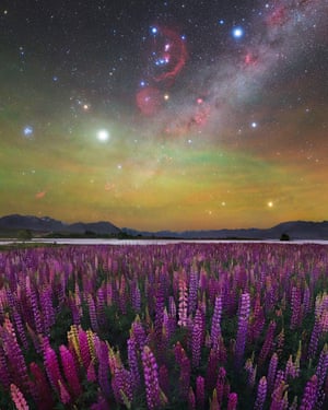 Milky Way above field of purple flowers