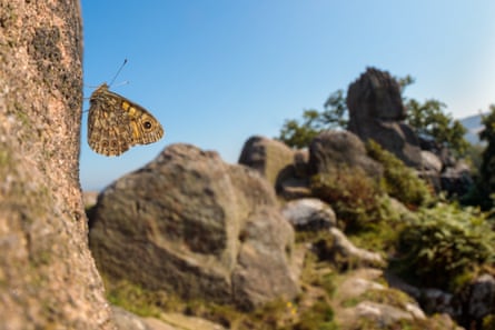 A butterfly on a stone. A rocky landscape with shrubs can be seen in the background.