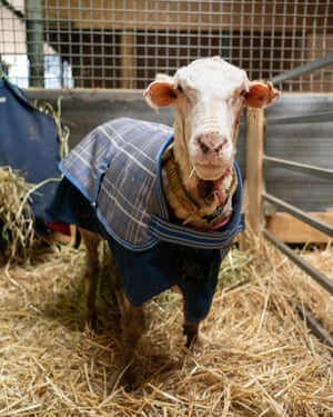 A shorn Baarack wearing a rug