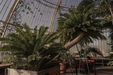 Tree at the Palm House