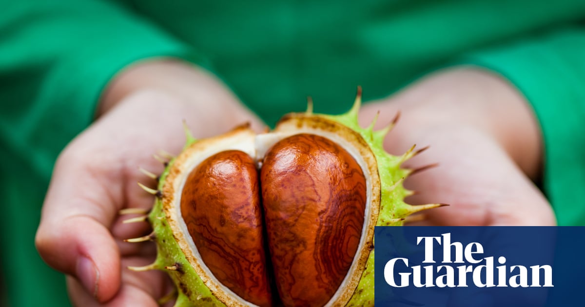 ‘Nature’s Labubu’: why are gen Z ‘unboxing’ conkers?