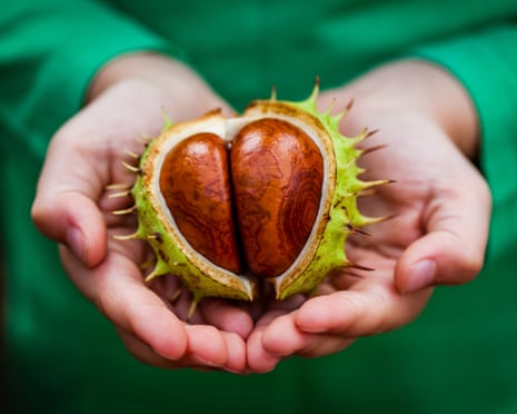 Spiky Concor Shell ‘Nature’s Labubu’: why are gen Z ‘unboxing’ conkers? | TikTok | The ...