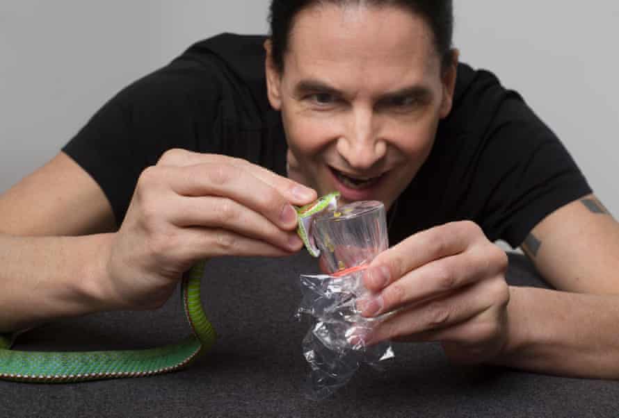 Lethal shot: Steve milking venom from a pope’s pit viper.