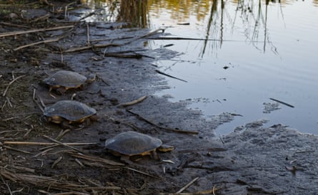Turtles on a muddy riverbank