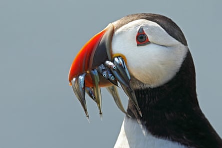 Close-up of puffin with sandeels in his mouth.