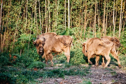 Bison are released in Blean Woods, Kent, July 2022.