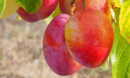 Pinky golden plums ripening in the sun.