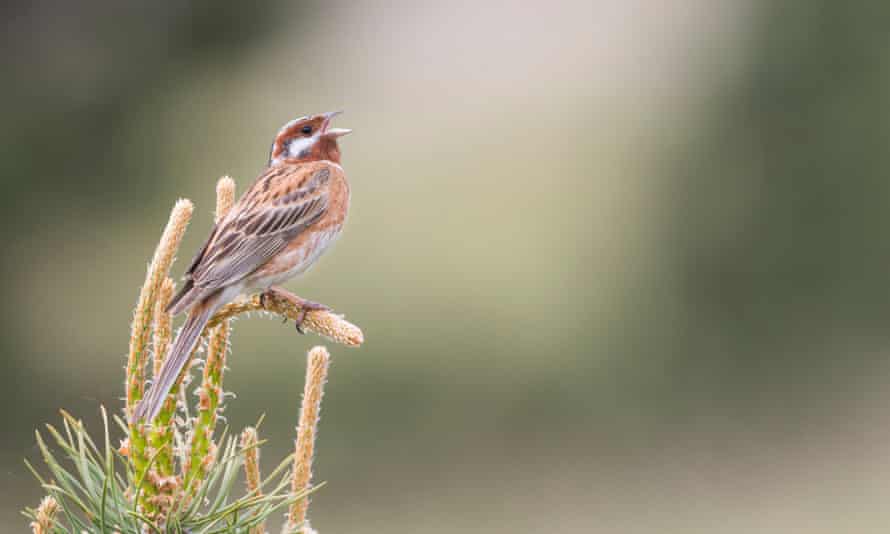 An adult male pine bunting (Emberiza leucocephalos) in Russia. The species is now extinct in Europe.