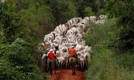 Cattle raised in an area of deforested Amazon rainforest