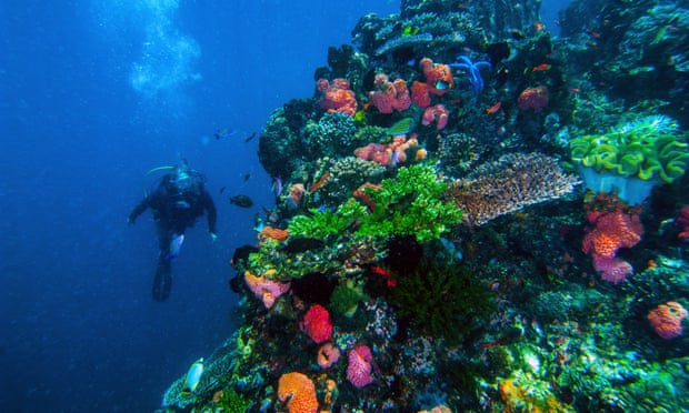 A coral reef in the Komodo National Park, Indonesia. 