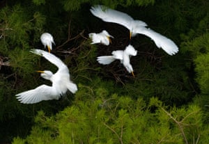 Bandos de garças nos galhos da floresta aquática
