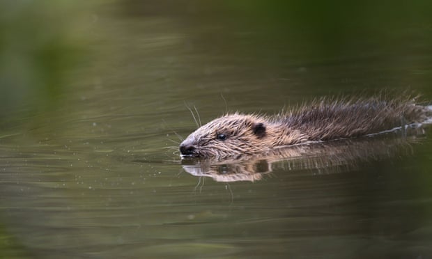 A beaver swims in a river.