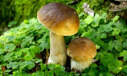boletus mushroom