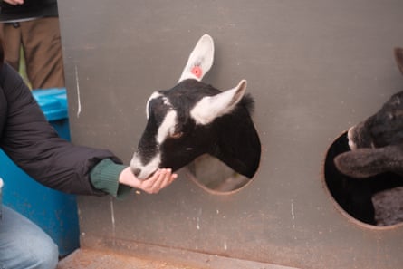 Petting a goat at Caldermeade Farm, Victoria.