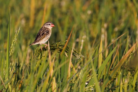 A red-billed quelea in a rice field. The organophosphate fenthion is sprayed to kill the birds.