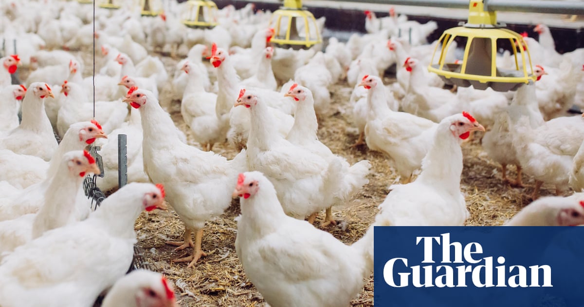 It's absolutely dire': why UK chicken farmers want to call it a day, Chicken