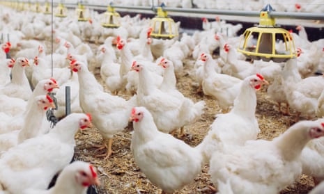 UK government faces court challenge over 'Frankenchickens' | Animal welfare | The Guardian UK government faces court challenge over 'Frankenchickens' | Animal welfare | The Guardian