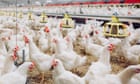 Post-Brexit rules on antibiotic use on farms water down EU laws, experts say